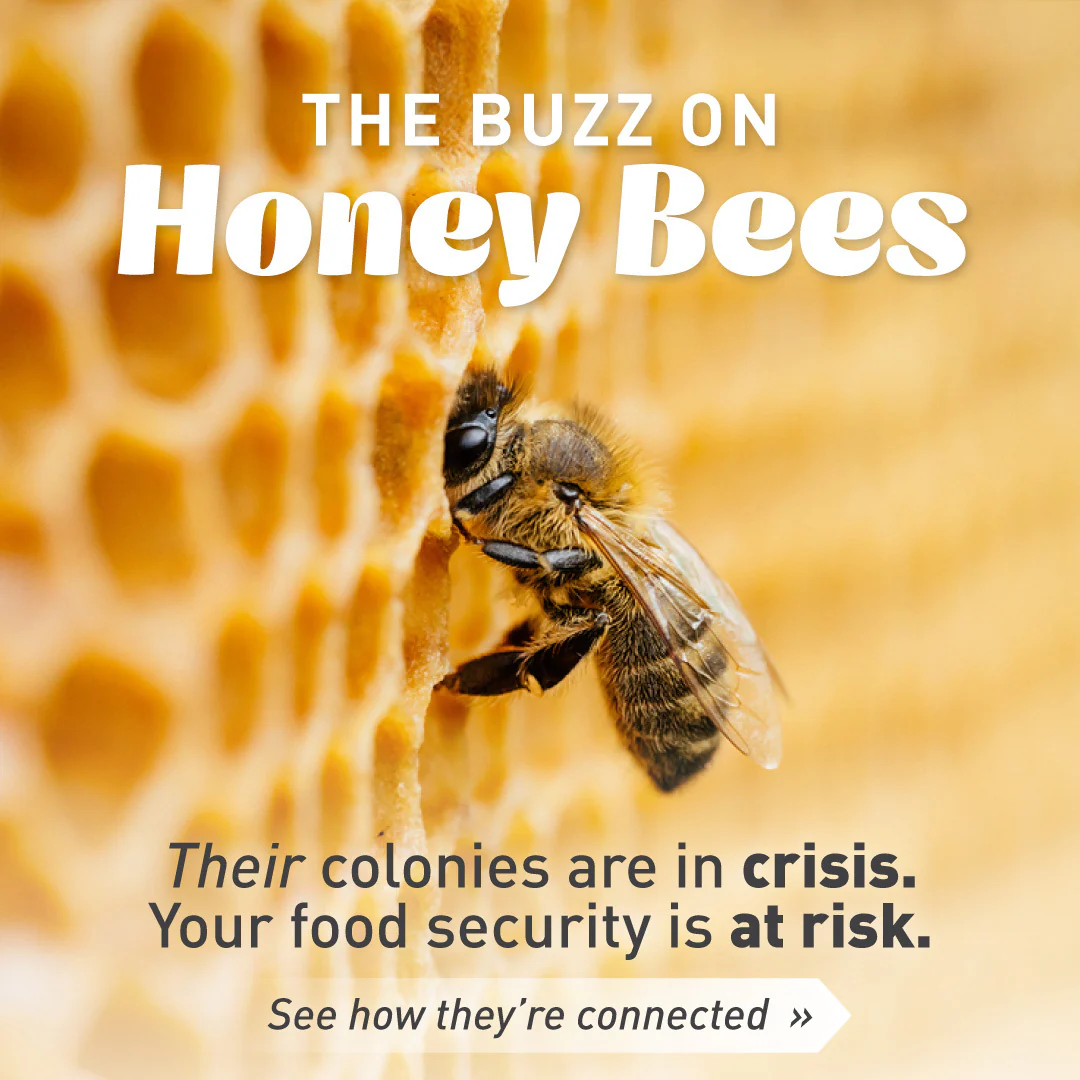 Emergency Essentials® Honey Powder Large Can - Image 7